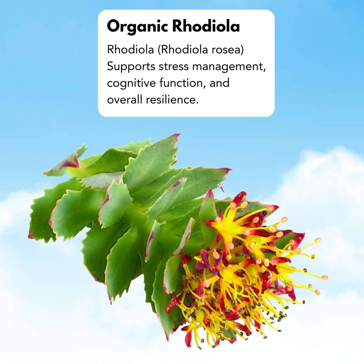 Rhodiola-organic