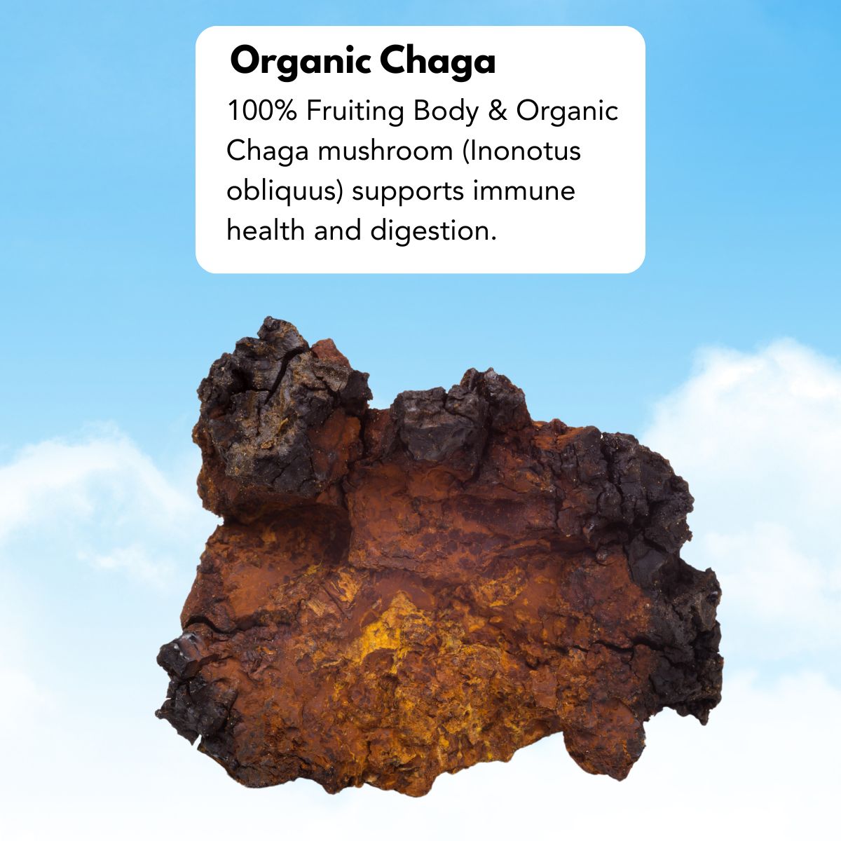 chaga_ff75d8a9-7a7b-468e-942c-f3e36e6026fb