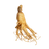 ginseng2