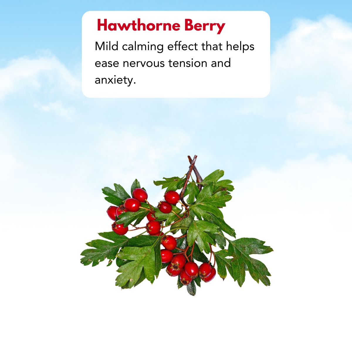 hawthorne