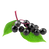 organic-elderberry