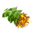 rhoiola-organic