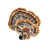turkeytail_07764828-9a8e-4290-b08d-877011e2481d